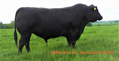 Abberton Mr. Buccleuch R350 2 FP 400