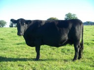 Abberton Ballerina D088