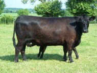 Abberton Duchess Dancer A015