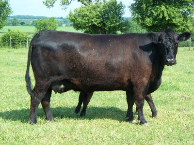 Abberton Duchess Dancer A015