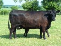 Abberton Duchess Dancer A015