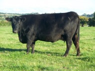 Abberton Duchess Dancer E091