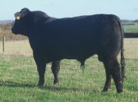 Abberton Patrol K233