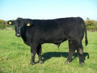 Abberton Patrol K233