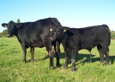 Abberton Pride Nan F135 with Patrol K233