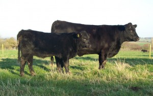 Abberton Pride Nancylu K243 with Pride Nancy D083