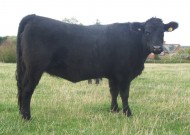 Abberton Pride Narniaparis K222