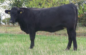 Abberton Pride Nincy K229