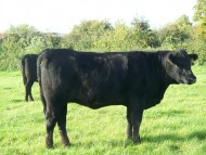 Abberton Pride Taf J211