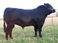 Abberton Pride Tom K231