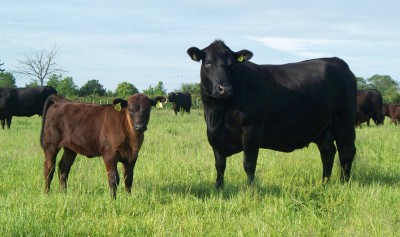 Abberton Ballerina G161