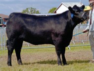 Abberton Duchess Lilly C049