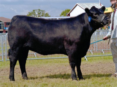 Abberton Duchess Lilly C049