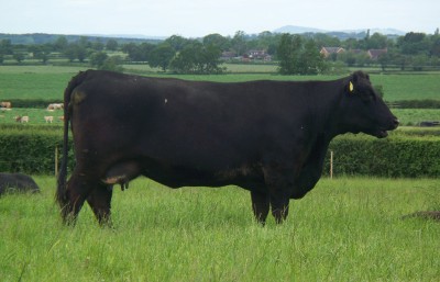 Abberton Duchess Touchess G150