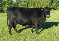 Abberton Georgina F136