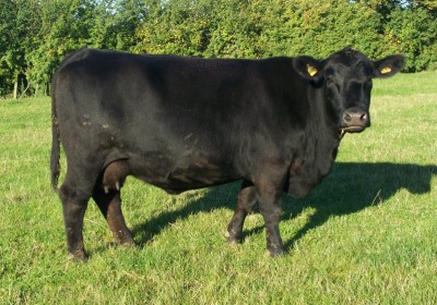 Abberton Georgina F136