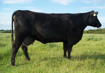 Abberton Lucy Lila F127