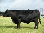 Abberton Miss Burgess C064