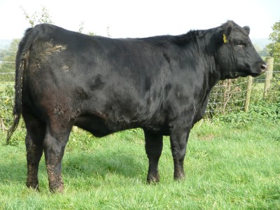 Abberton Pride Nan J199