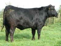 Abberton Pride Nan J199