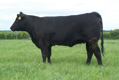 Abberton Pride Nan L261