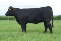 Abberton Pride Nan L261