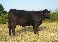 Abberton Pride Nan M277