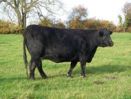 Abberton Pride Nancy C051