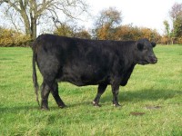 Abberton Pride Nancy C051