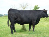 Abberton Pride Nancy D083