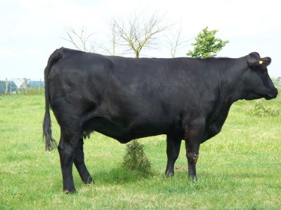 Abberton Pride Nancy D083