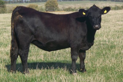 Abberton Pride Nancybrown K225