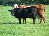 Abberton Pride Nancybrown K225