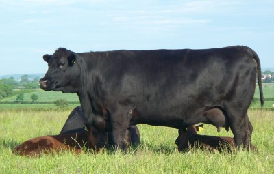 Abberton Pride Nanny E093