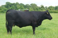 Abberton Pride Narnia G162