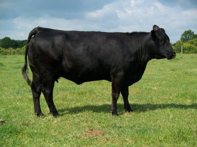 Abberton Pride Narnia G162