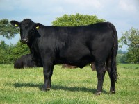 Abberton Pride Narnia G162