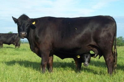 Abberton Pride Nincy H163