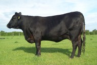 Abberton Pride Nincy K229