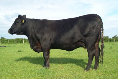 Abberton Pride Nincy K229