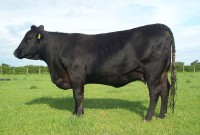 Abberton Pride Nincy K229