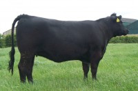 Abberton Pride Nincy L256