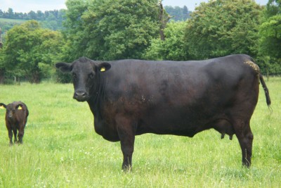 Abberton Pride Primrose D073