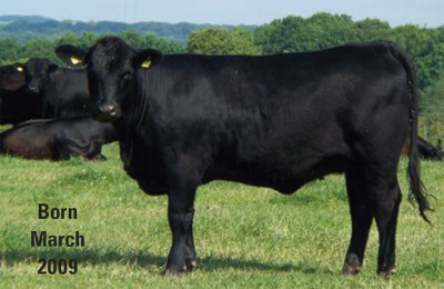 Abberton Pride Taf H174