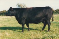 Nightingale Erica H4