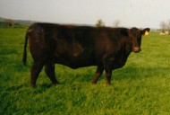 Nightingale Lucy Luck T20