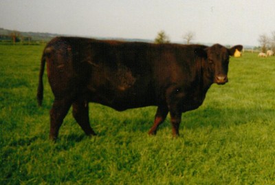 Nightingale Lucy Luck T20