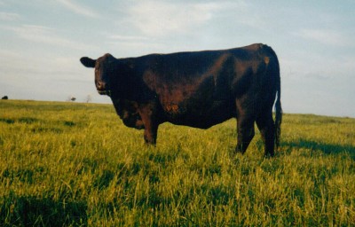 Nightingale Pride Nan S35