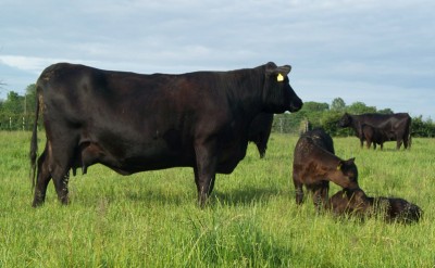 Stoddard Mary BelleA001