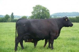 Stoddard Mary Belle A001